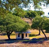 Homes for Sale in Austin