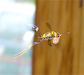 Wildlife Professional Photography